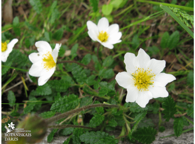 Dryas octopetala